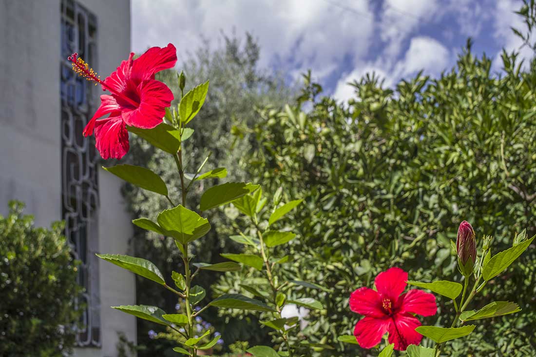 villa-costanza-Mondello-Giardino-partic-1